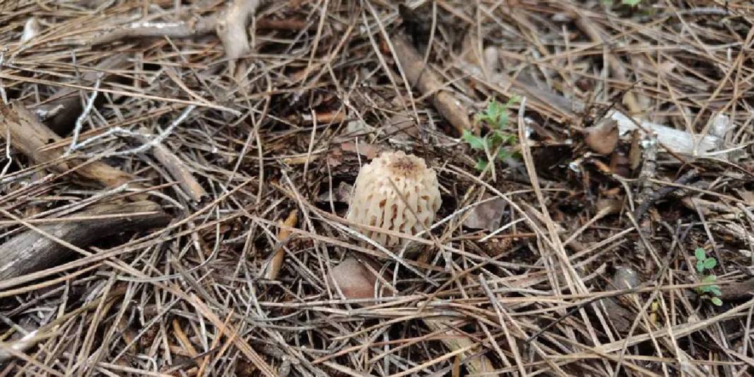 1600 metre rakıma kadar yetişebiliyor: Tek tek arayıp topluyor, hazine bulmuş gibi seviniyorlar 2